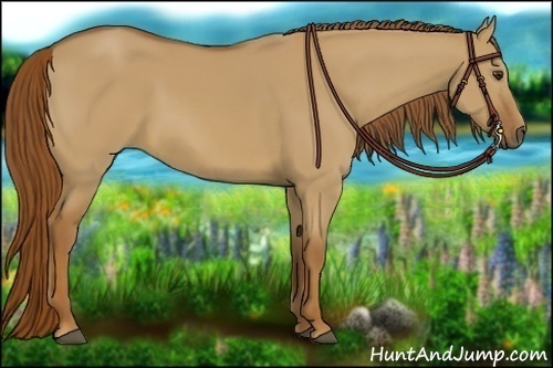 Horse Color:Red Dun