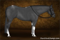 Horse Color:Blue Roan Tobiano Rabicano