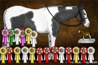 Horse Color:Black Sabino Splash Tobiano 