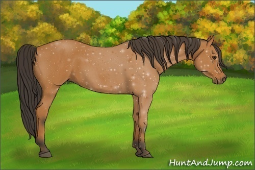 Horse Color:Bay Roan 