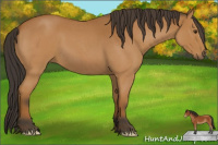 Horse Color:Bay Roan 