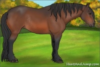 Horse Color:Bay Rabicano 