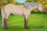 Horse Color:Silver Bay Dun 