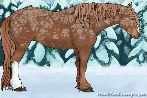 Horse Color:Chestnut Ice 