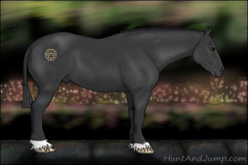 Horse Color:Black 