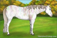 Horse Color:Liver Chestnut Ice Splash 