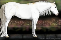 Horse Color:Buckskin Sabino Appaloosa 