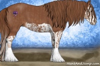 Horse Color:Chestnut  and Chestnut Splash 