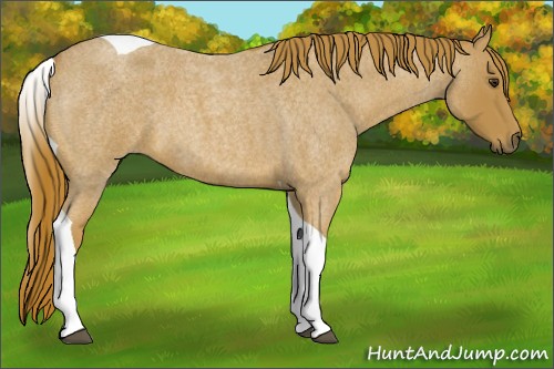 Horse Color:Red Roan Tobiano