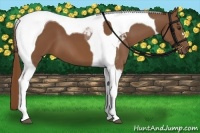 Horse Color:Chestnut Tobiano