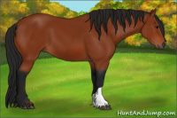 Horse Color:Gray Bay 