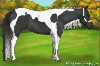 Horse Color:Black Tobiano 