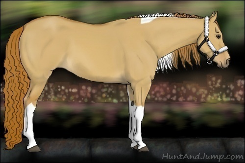 Horse Color:Red Dun Tobiano