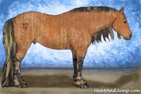 Horse Color:Chestnut  and Bay 