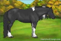 Horse Color:Black Tobiano 