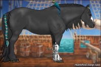 Horse Color:Black  and Black 