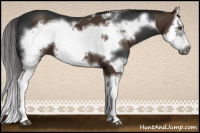 Horse Color:Liver Chestnut Splash Frame and Gray Liver Chestnut Splash Frame