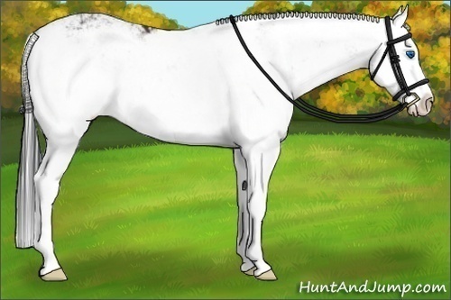 Horse Color:Bay Sabino Splash 