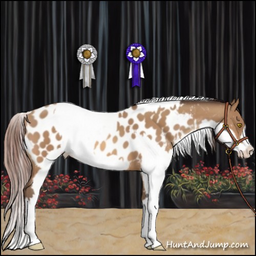 Horse Color:Amber Champagne Appaloosa  and Amber Champagne Appaloosa 