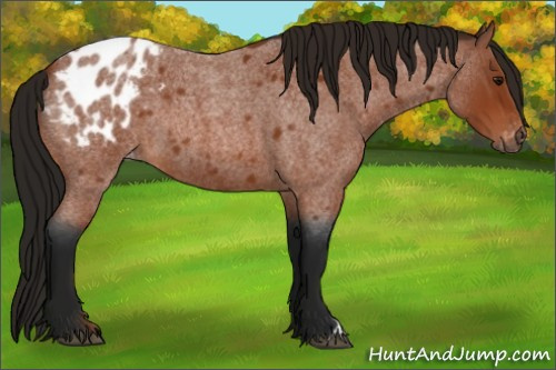 Horse Color:Gray Bay Roan Appaloosa 