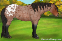 Horse Color:Gray Bay Roan Appaloosa 
