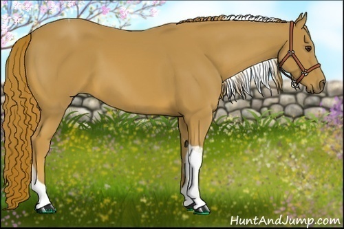 Horse Color:Chestnut Tobiano