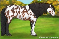 Horse Color:Bay Appaloosa 