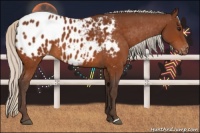Horse Color:Silver Bay Appaloosa 