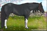 Horse Color:Black Tobiano