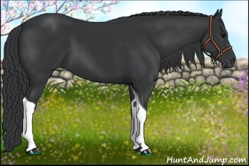Horse Color:Black Tobiano 