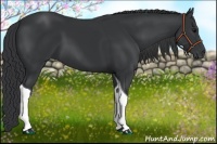 Horse Color:Black Tobiano