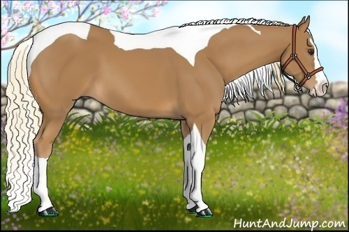 Horse Color:Chestnut Splash Tobiano