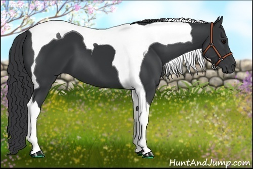 Horse Color:Black Tobiano