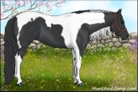 Horse Color:Black Tobiano 