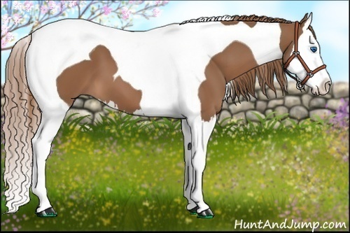 Horse Color:Chestnut Splash Tobiano