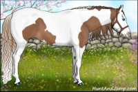 Horse Color:Chestnut Splash Tobiano