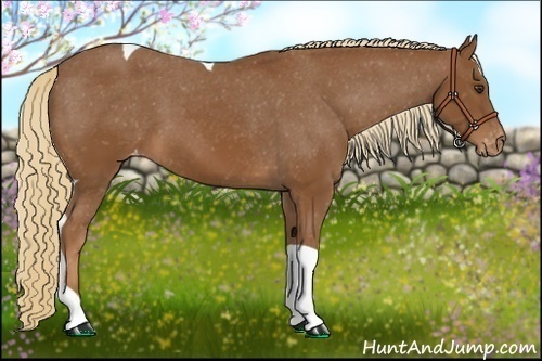 Horse Color:Chestnut Tobiano Appaloosa 