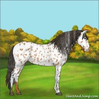 Horse Color:Bay Appaloosa
