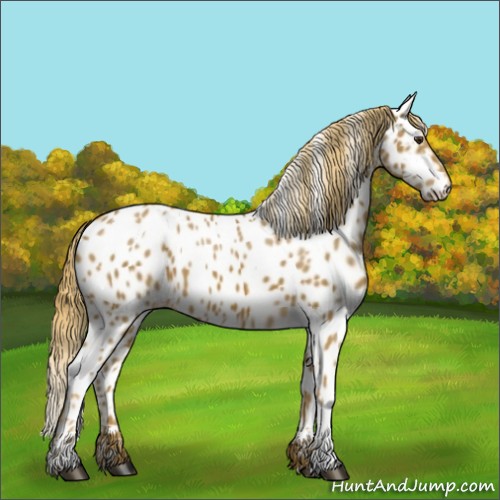 Horse Color:Chestnut Appaloosa 