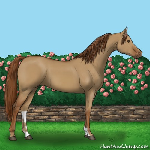 Horse Color:Red Dun 