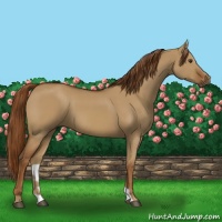 Horse Color:Red Dun 