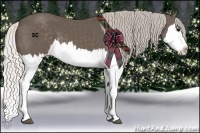 Horse Color:Silver Black Splash