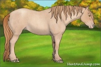 Horse Color:Gold Champagne Roan 