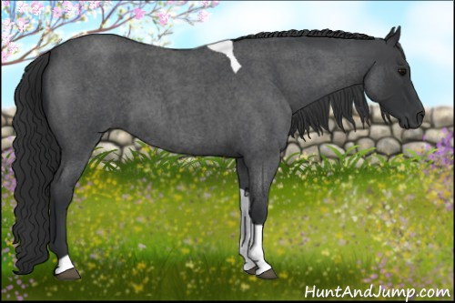 Horse Color:Blue Roan Tobiano