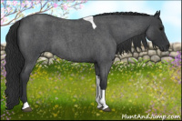 Horse Color:Blue Roan Tobiano