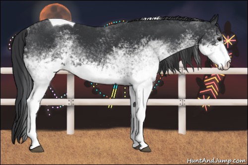 Horse Color:White Spotted Black Tobiano 