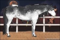 Horse Color:White Spotted Black Tobiano 