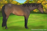 Horse Color:Brown 