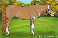 Horse Color:Chestnut Splash Tobiano