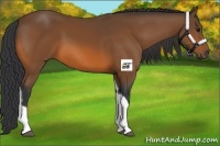 Horse Color:Bay Tobiano Rabicano